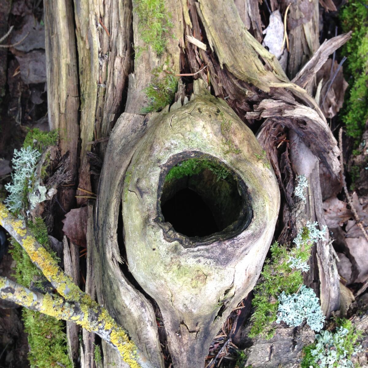 Lähikuva puunrungosta, jonka keskellä on onkalo. Onkaloa kiertävät siniset ja violetit kukat.