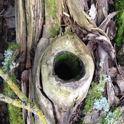 Lähikuva puunrungosta, jonka keskellä on onkalo. Onkaloa kiertävät siniset ja violetit kukat.