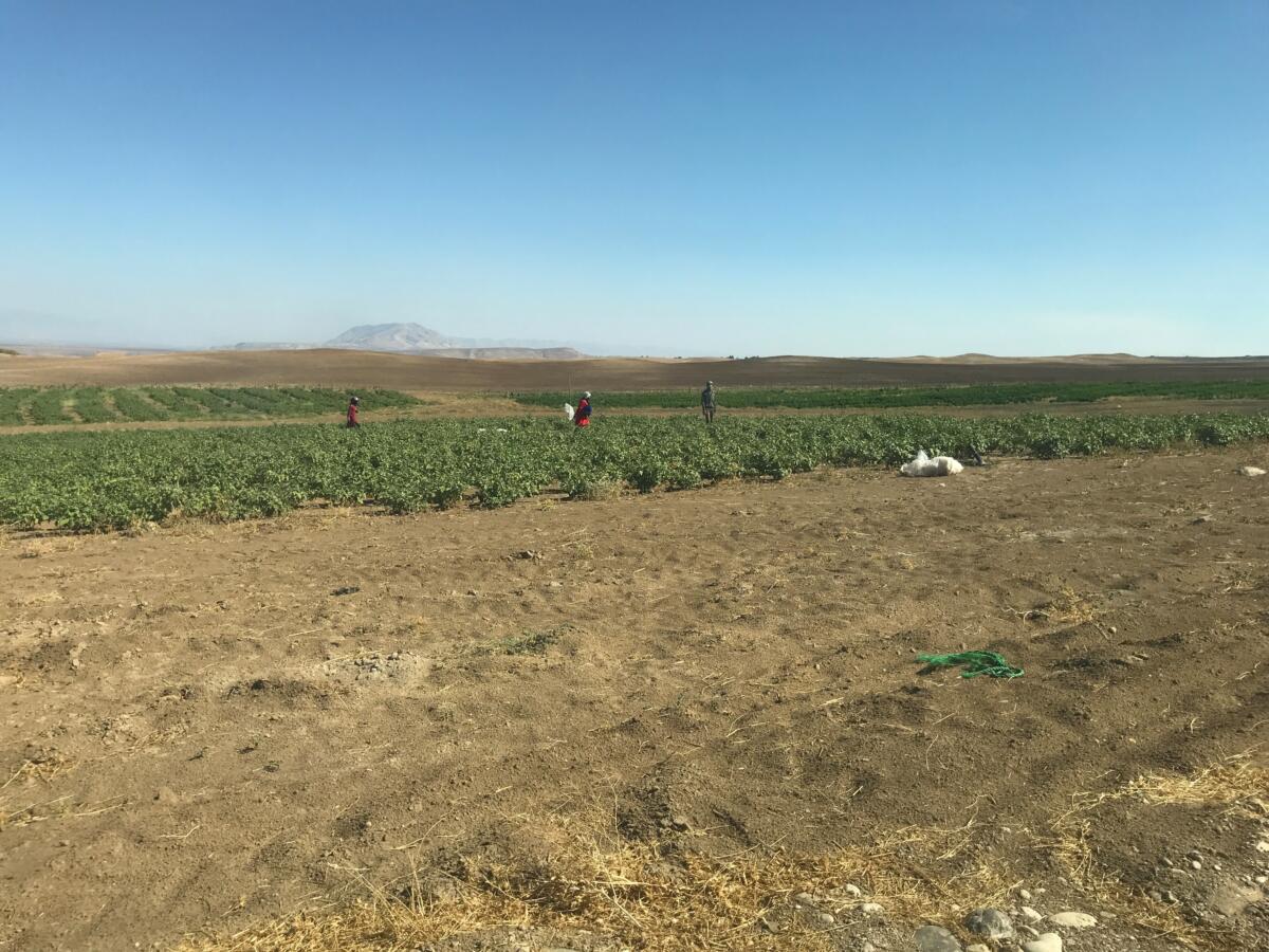 Kuvassa n&auml;kyy Naisten osuuskunnan viljelyksi&auml; Rojavan itsehallintoalueella Koillis-Syyriassa.